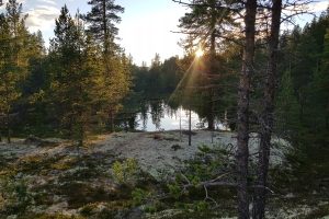 Natur. Illustrasjonsbilde. Foto: Tove Østby