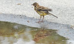 Gulerla gjør seg klar til morgenbad.
Foto: Tore Østby