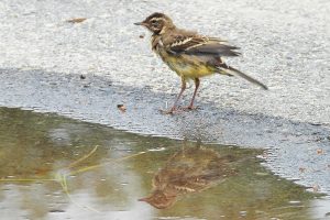 Gulerla gjør seg klar til morgenbad.
Foto: Tore Østby