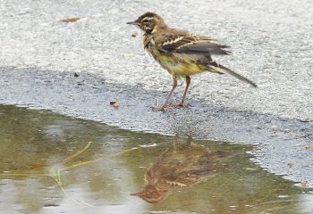 Gulerla gjør seg klar til morgenbad.
Foto: Tore Østby