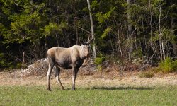 Elgen er nok ikke klar over at skogen skal vernes. Vernet påvirker ikke elgjakta. 
Foto: Tore Østby