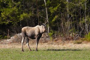 Elgen er nok ikke klar over at skogen skal vernes. Vernet påvirker ikke elgjakta. 
Foto: Tore Østby