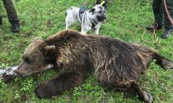Bjørn Feldt etter gitt fellingstilatelse
Foto: Odd Moen