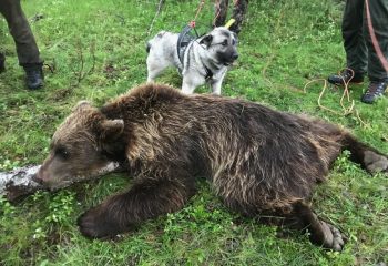 Bjørn Feldt etter gitt fellingstilatelse
Foto: Odd Moen