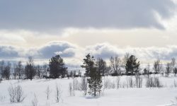 Det er variert natur i Røros.
Foto: Tore Østby