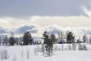 Det er variert natur i Røros.
Foto: Tore Østby