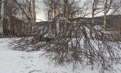 Vinden kan være hard mot skogen og særlig frittstående trær.
Arkivbilde: Tore Østby