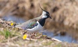 Vipe på Vikfloan. Foto: BirdLife Røros