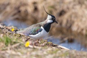 Vipe på Vikfloan. Foto: BirdLife Røros
