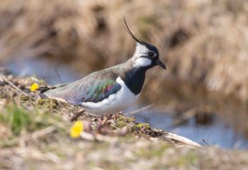 Vipe på Vikfloan. Foto: BirdLife Røros